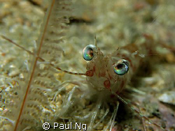Smiley Prawn! Taken with Canon G9 with strobe and single ... by Paul Ng 